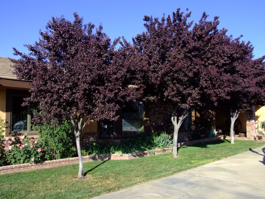 Черемуха краснолистная Сибирская красавица