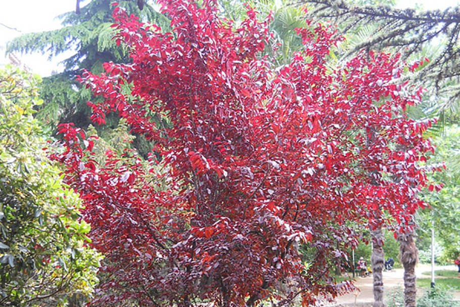 Слива растопыренная краснолистная