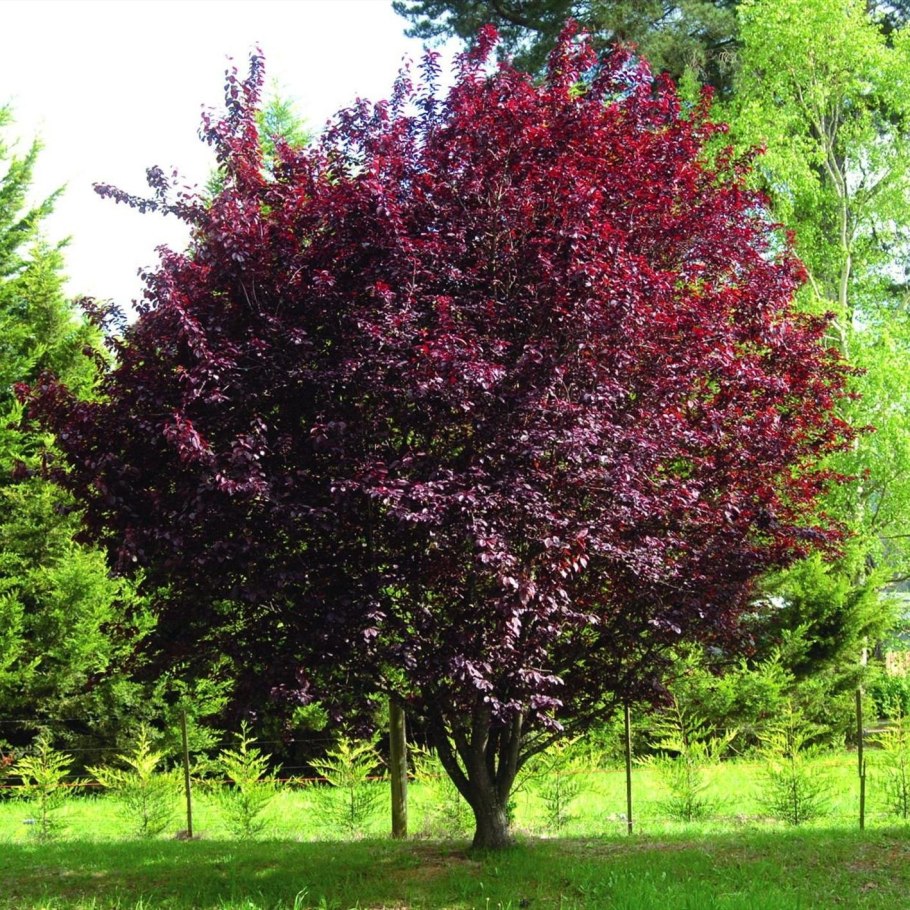 Prunus cerasifera Pissardii