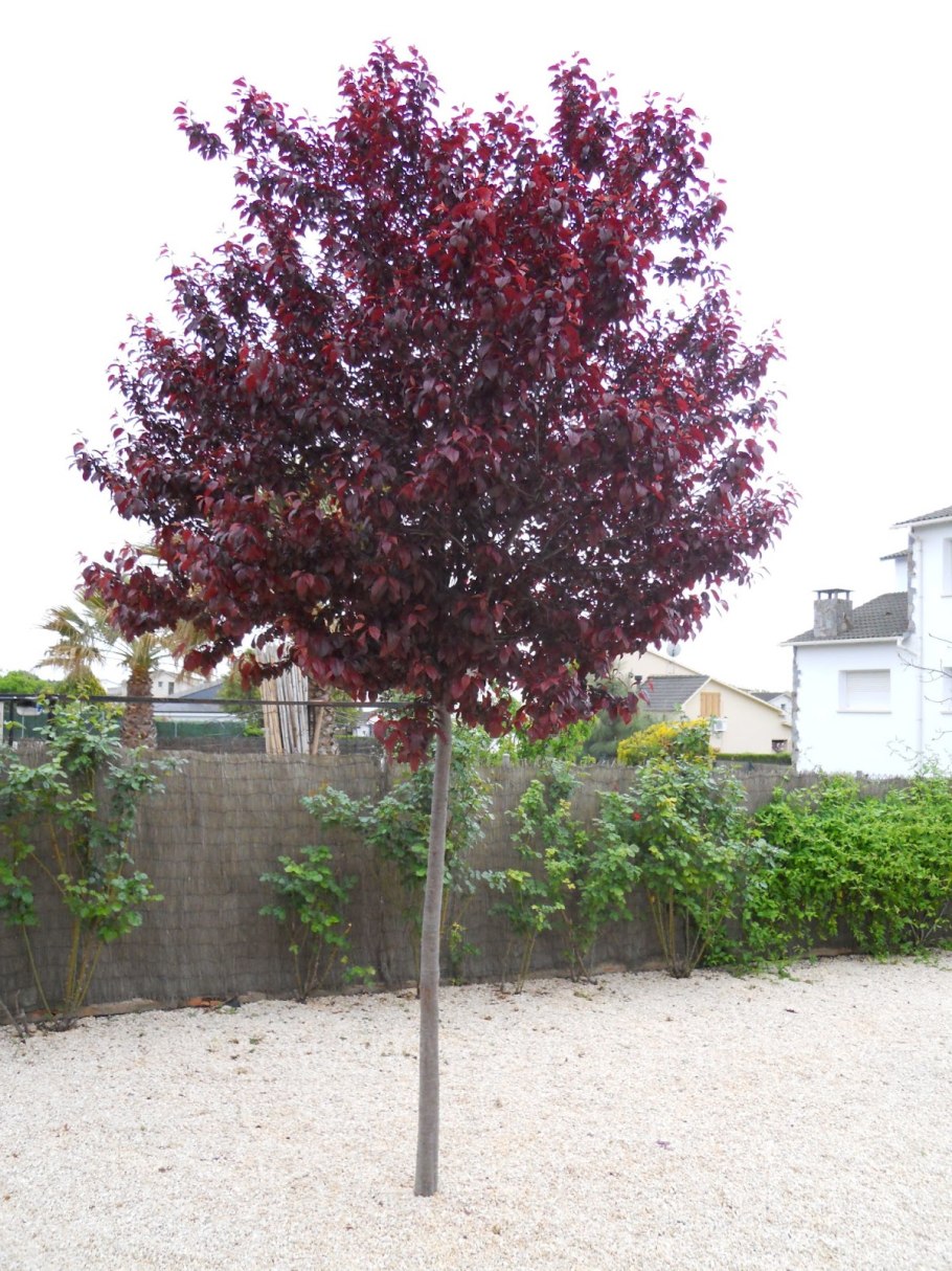 Слива Писсарди на штамбе