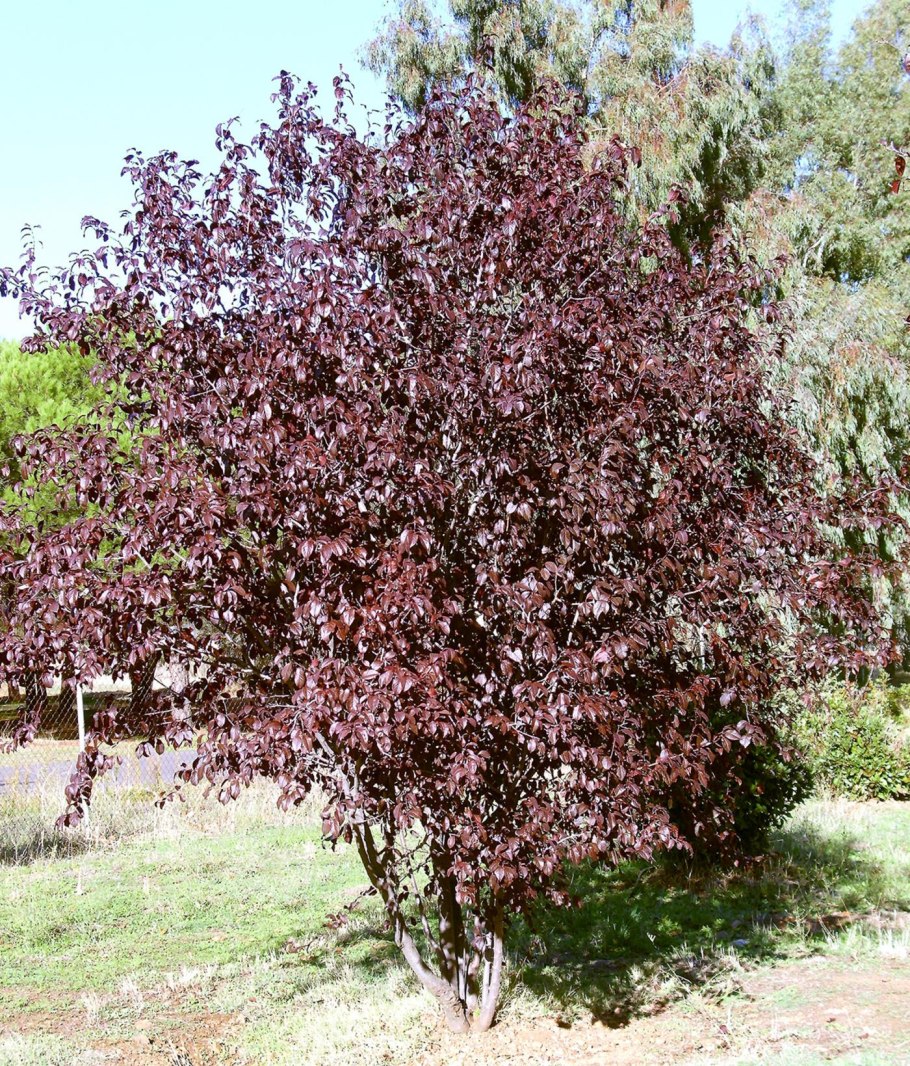 Прунус Писсарди