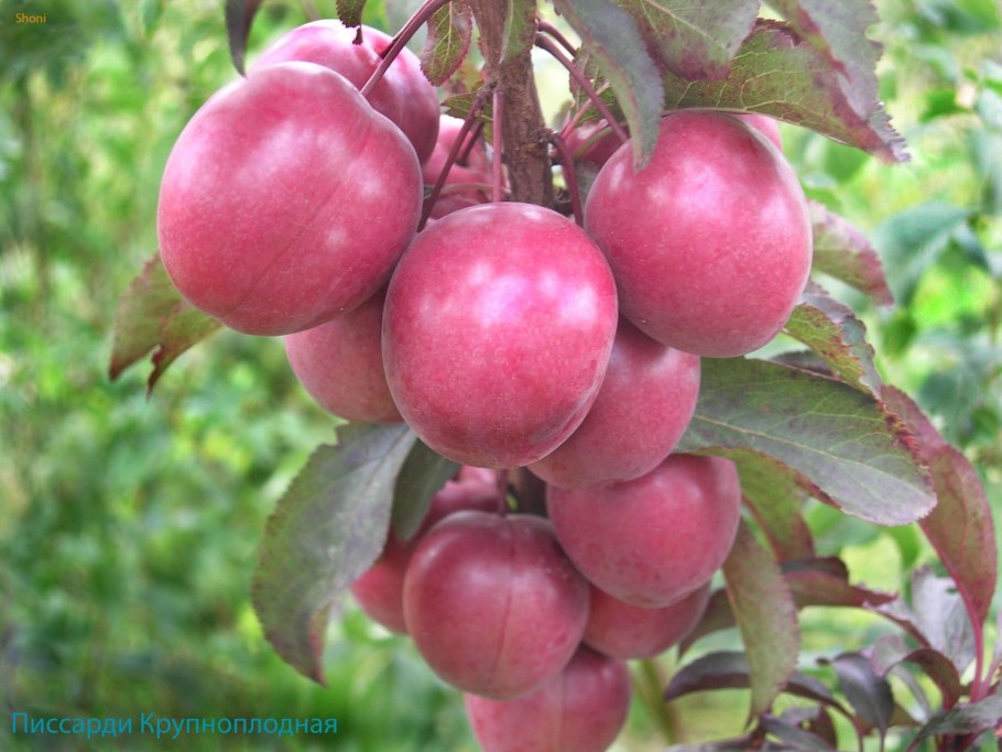 Слива краснолистная голливуд