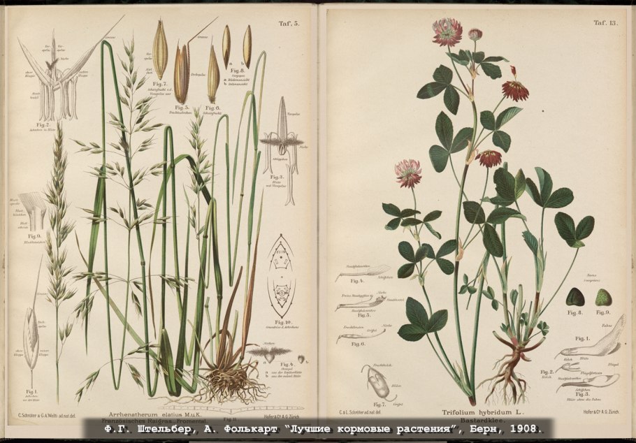 Botanical Prints by h. Isabel Adams