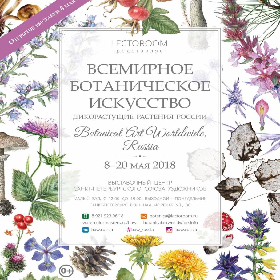 Althaea officinalis Ботаническая иллюстрация
