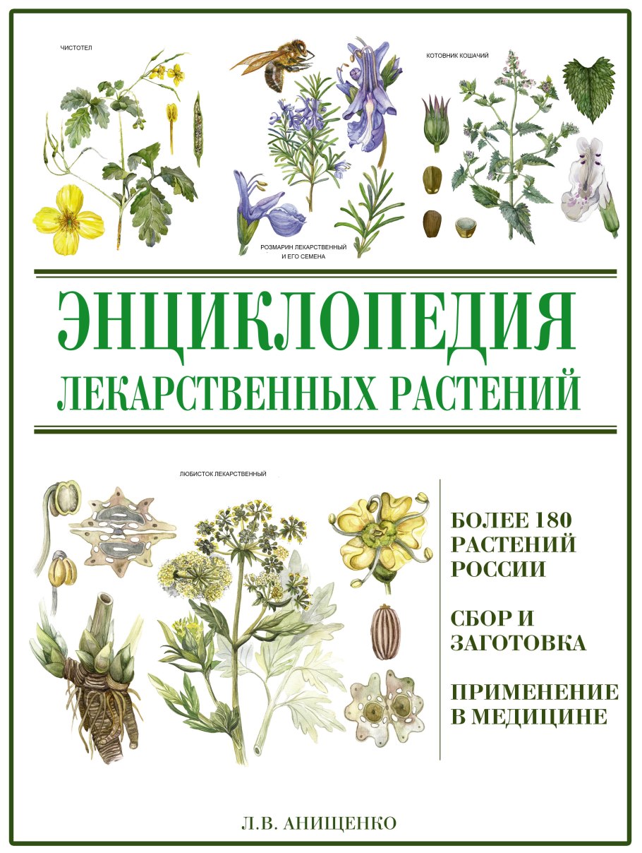 Цикорий Ботаническая иллюстрация