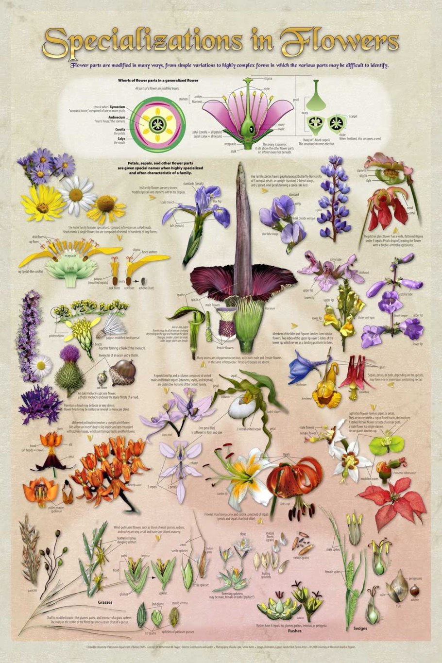 Ясенец Botanical Art