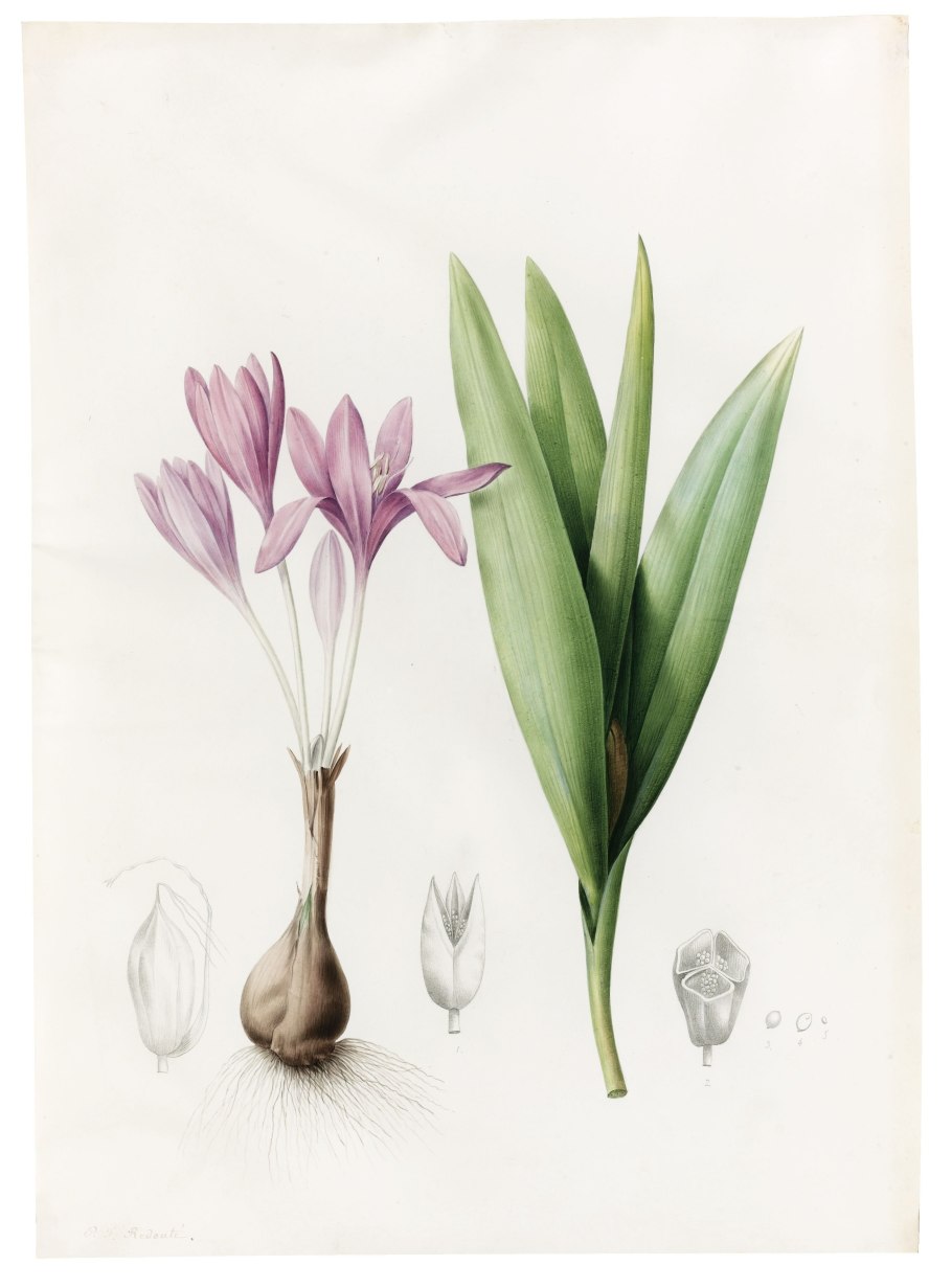 Botanical illustration "Curtis's Botanical Magazine" маки