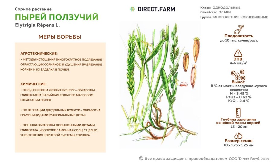 Однодольные растения пырей