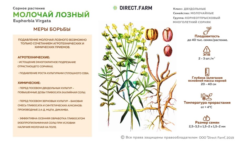 Строение семени однодольных и двудольных растений и их функции