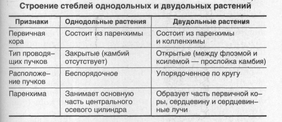 Овсяница однодольное или двудольное