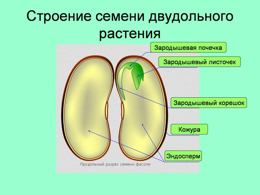 Строение зерновки пшеницы