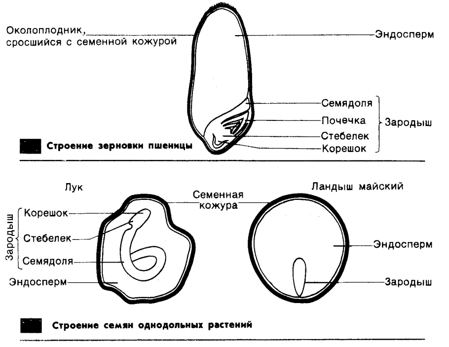 Этапы вегетации озимой пшеницы