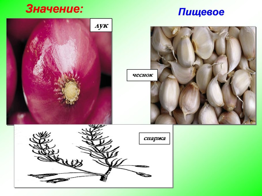 Жизненные формы однодольных и двудольных