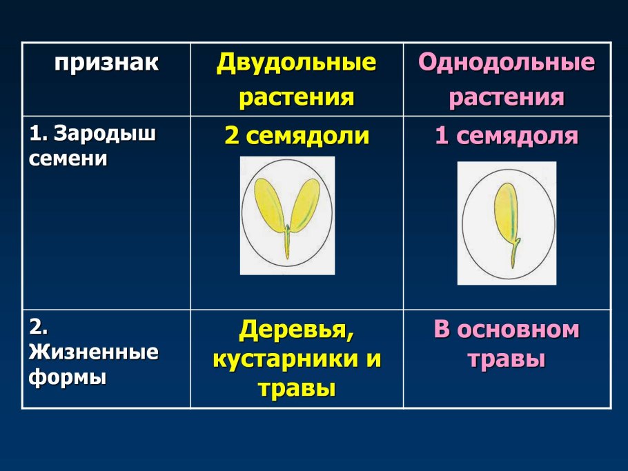 Строение семян однодольных и двудольных растений 6 класс