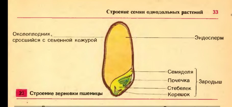 Пшеница, рожь, ячмень, овес, кукуруза