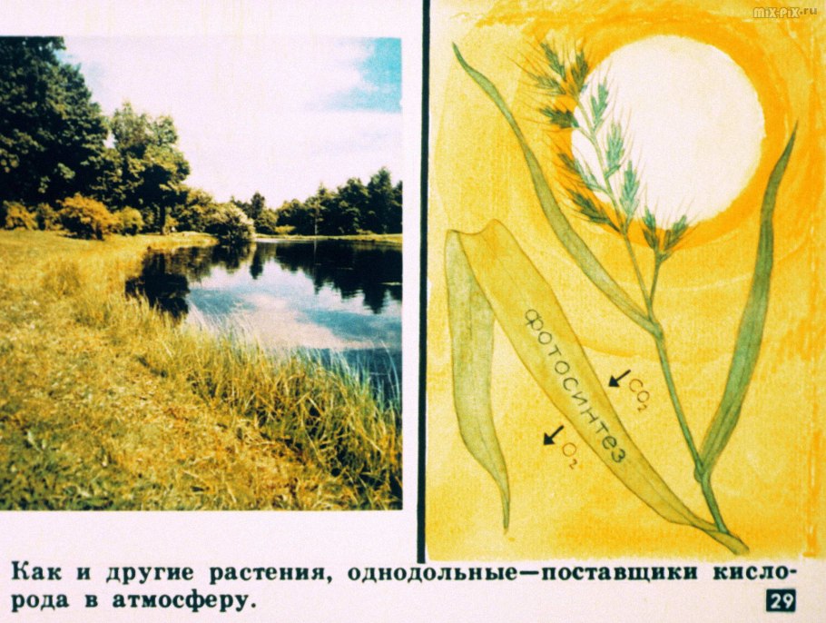 Декоративные растения семейства Лилейные