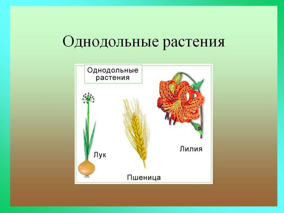 Значение пшеницы