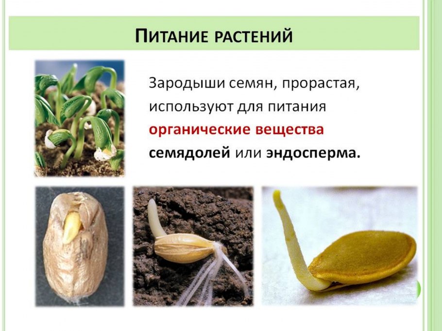 Однодольные деревья