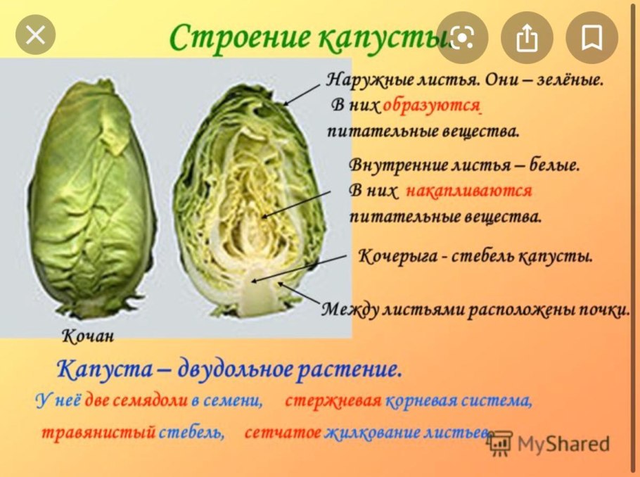 Характерные признаки семейств цветковых растений класс Однодольные
