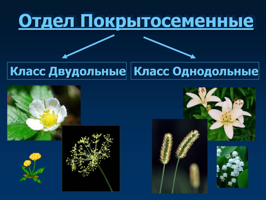 Бобовые Мотыльковые растения
