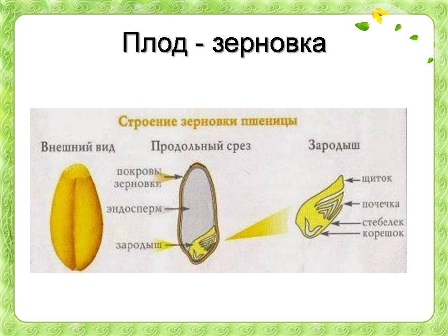 Дерново-подзолистые почвы растения