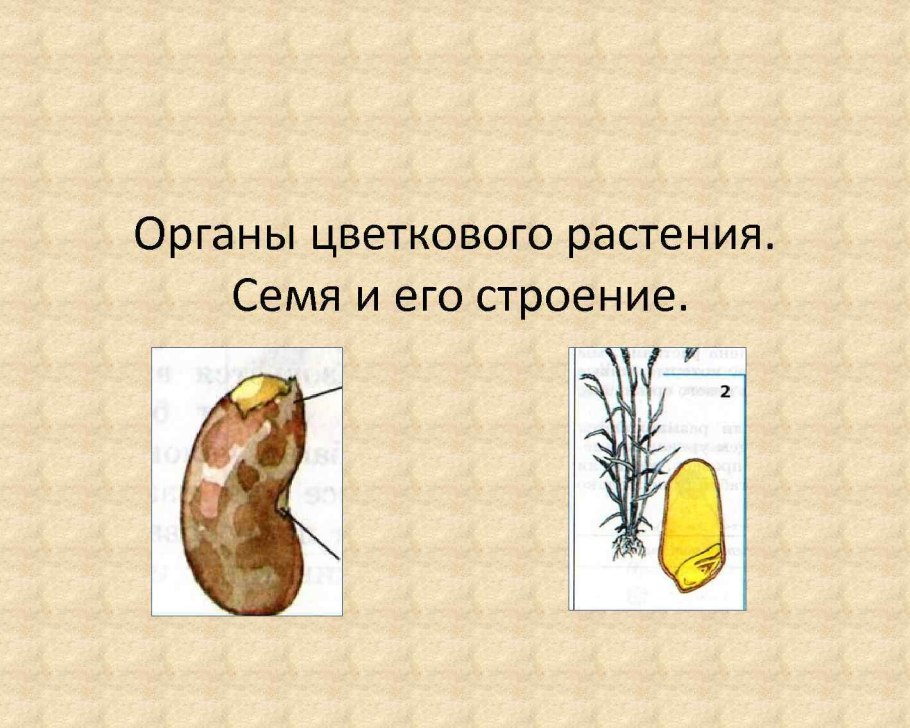Тимофеевка Луговая Ленинградская 204
