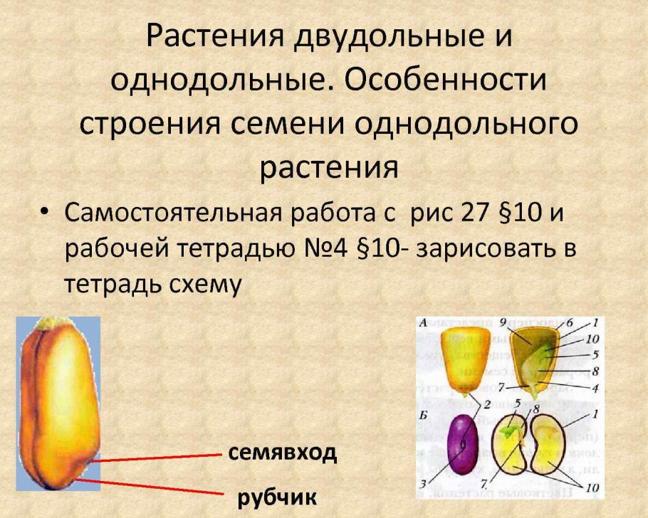 Пшеница рожь ячмень овес