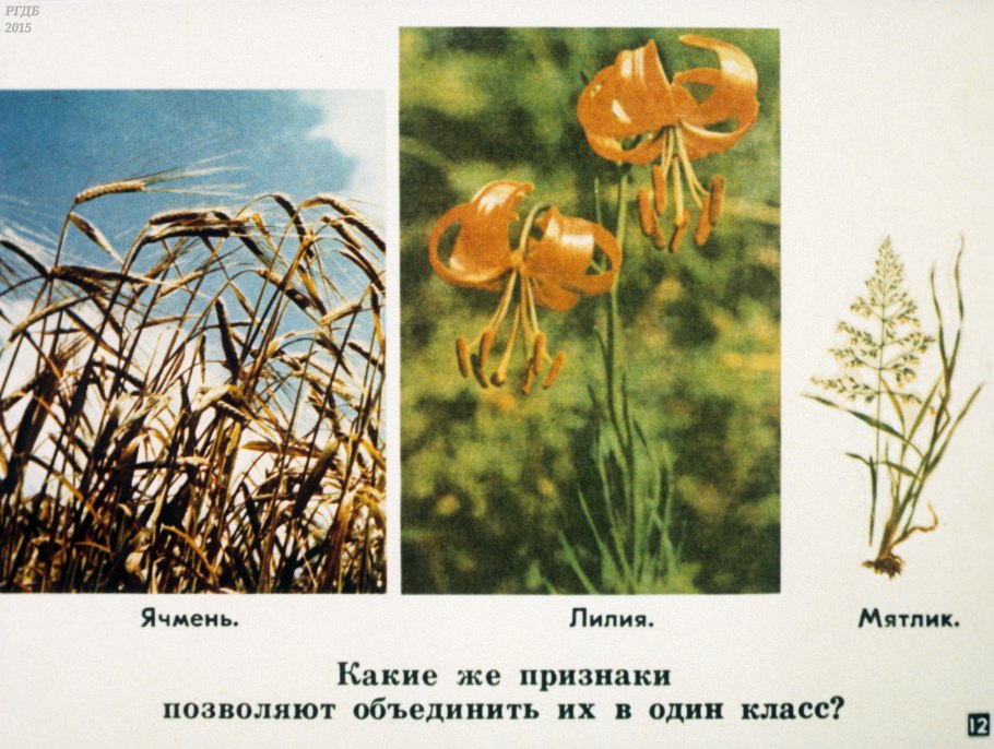 Зерновка пшеницы строение однодольного растения