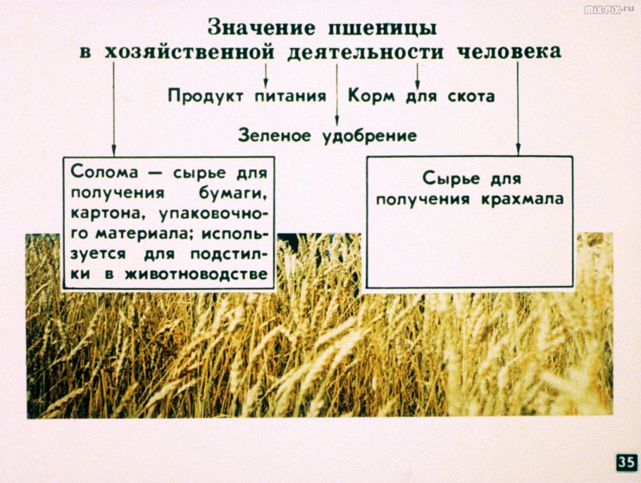 Строение плода зерновки злаковых