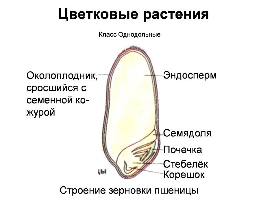 Цветок однодольных