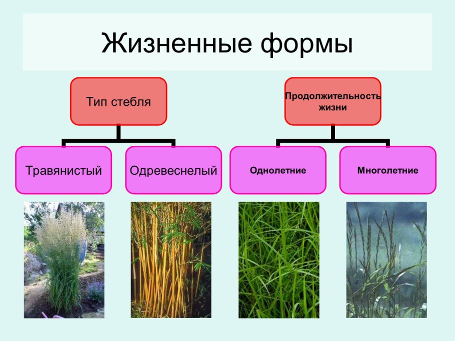 Класс Однодольные семейство Лилейные и злаки