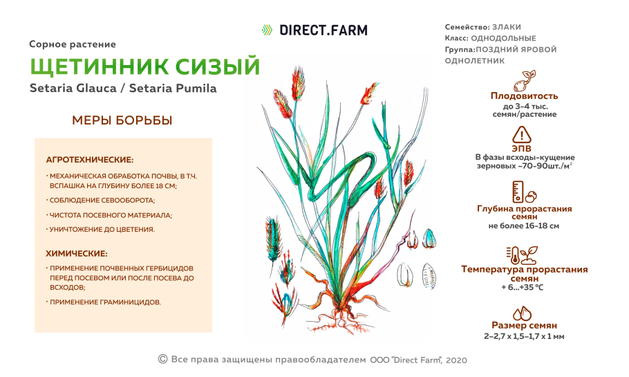 Строение семени с эндоспермом