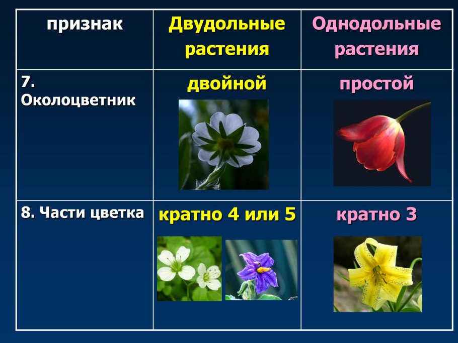 Первичное строение стебля однодольных и двудольных