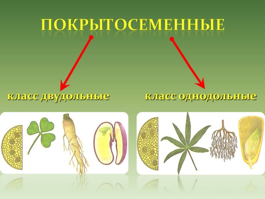 Перистое и пальчатое жилкование
