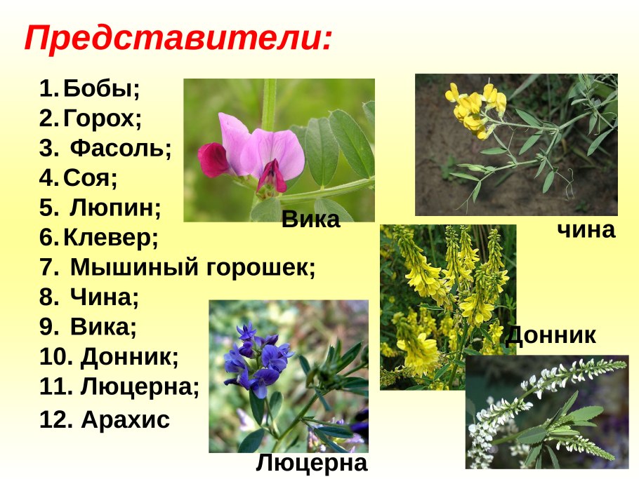 Отдел цветковые класс двудольные