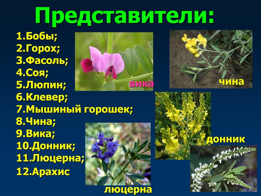 Отдел покрытосеменных (цветковых)растений