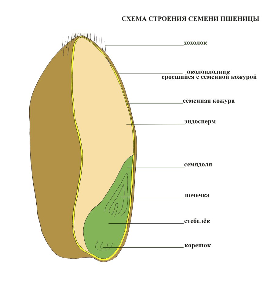 Прорастание зародыша семени