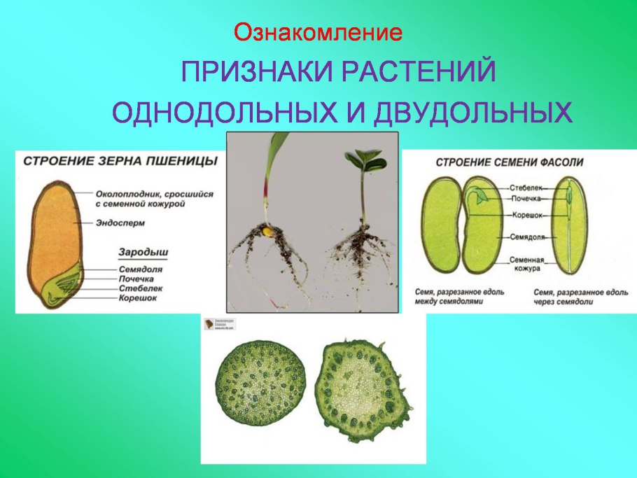 Kerоднодольное или двудольное растение