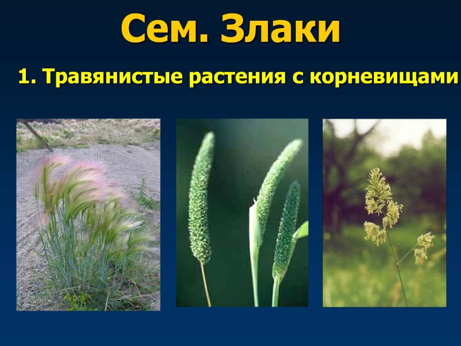 Злаковые травы названия