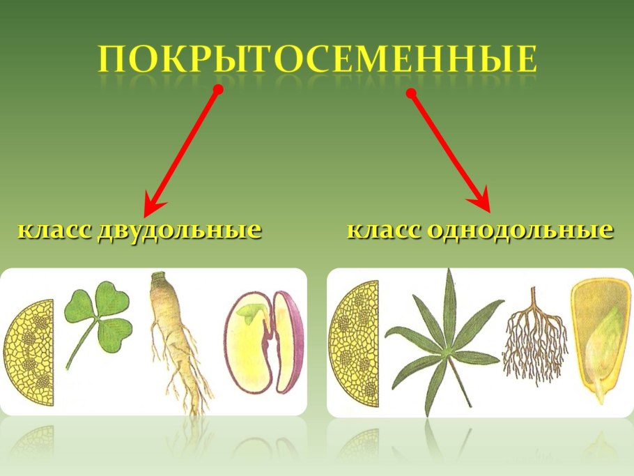 Разрез цветка осоки