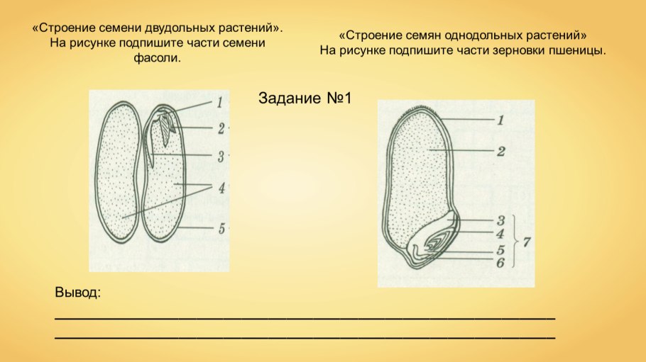 Разновидности кормовых трав