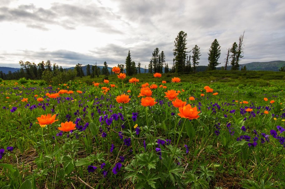 Тазовская тундра