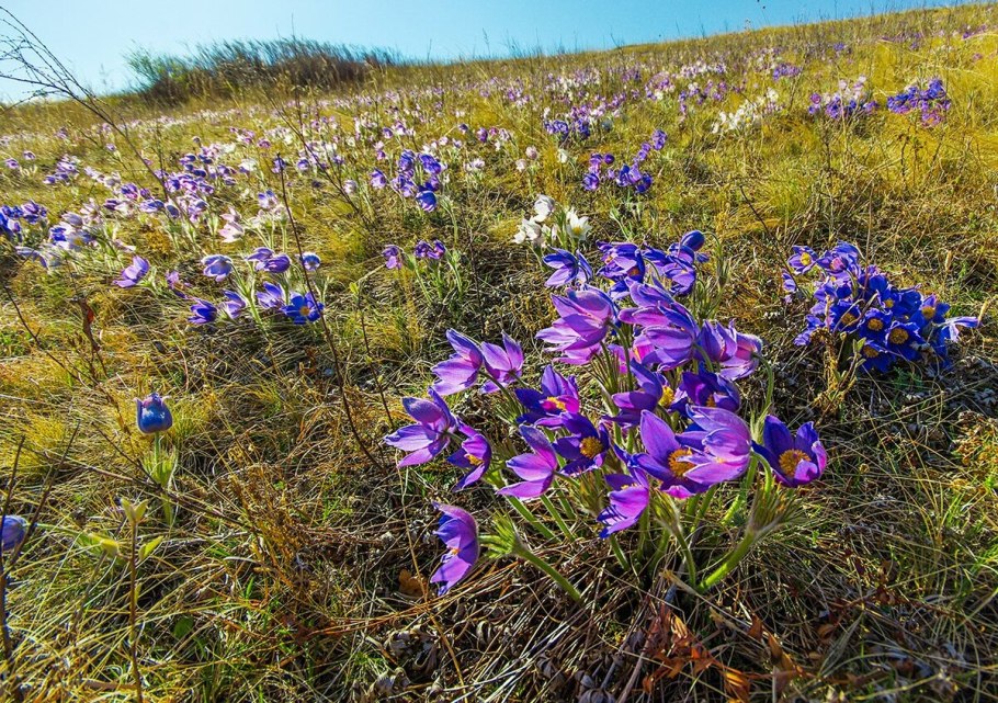 Иван чай разнотравье