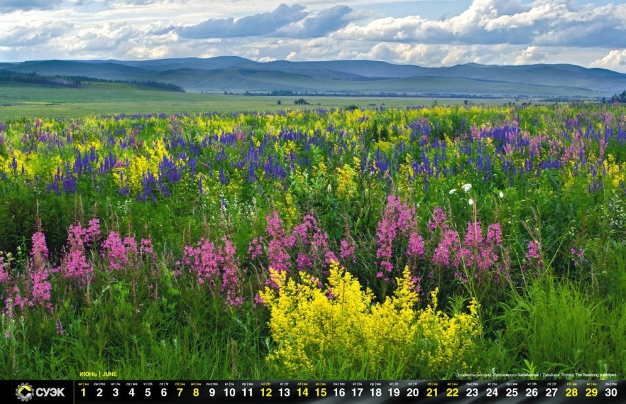 Козлятник трава