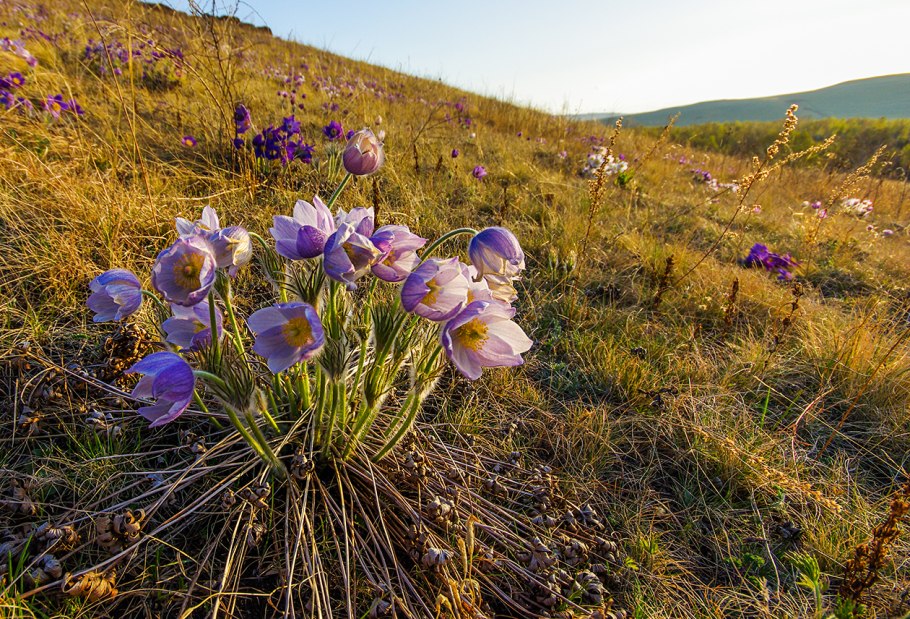 Купальница Ергаки