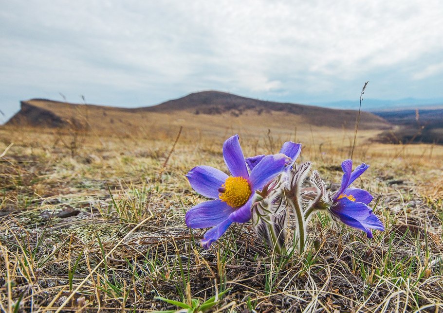 Цветущая степь Хакасии