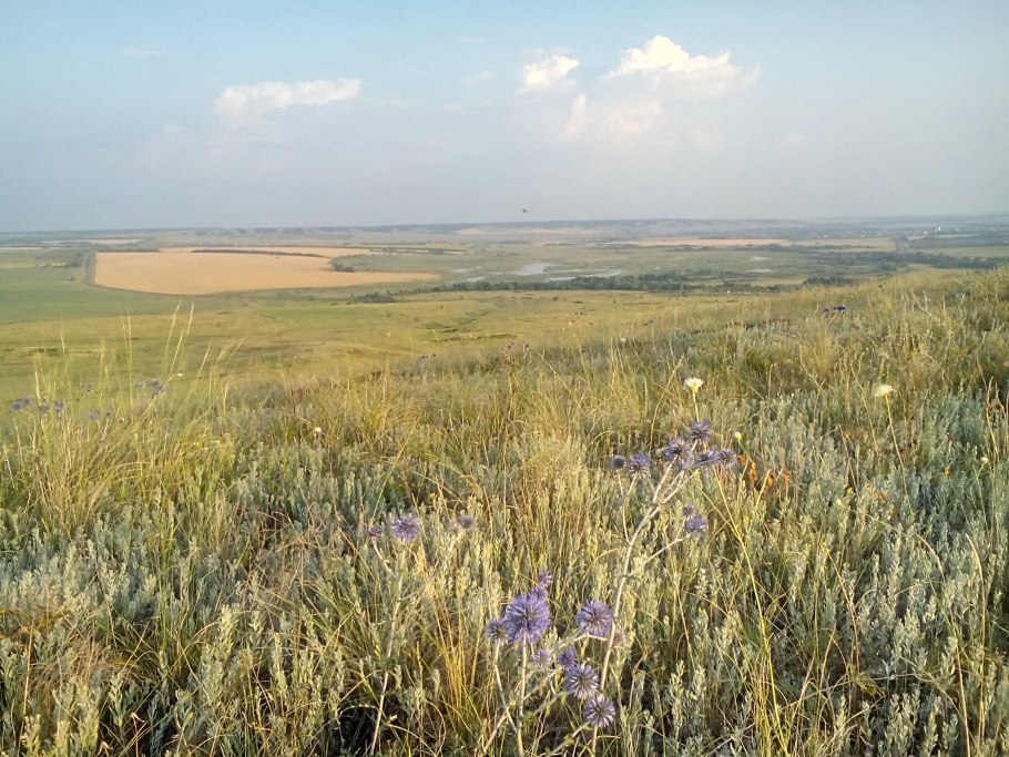 Мавританский Луговой газон