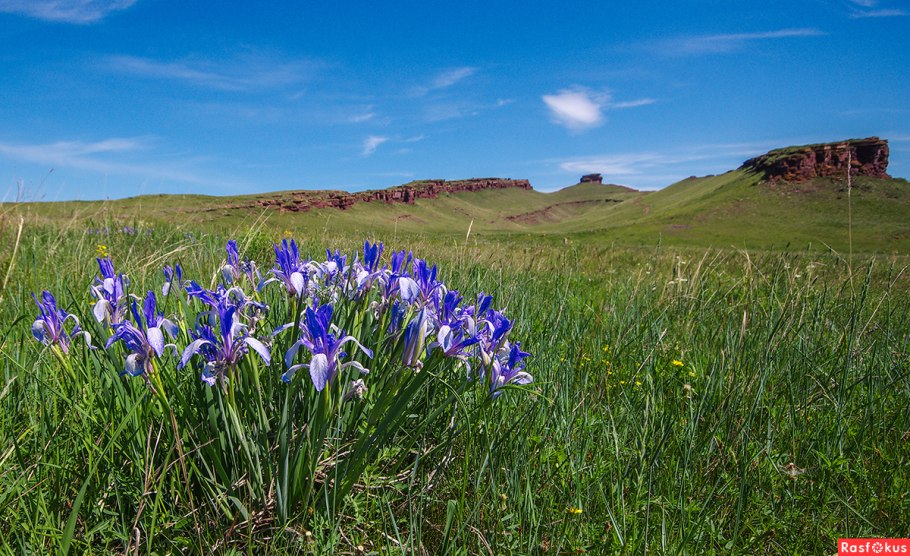 Пикулька цветет Хакасия
