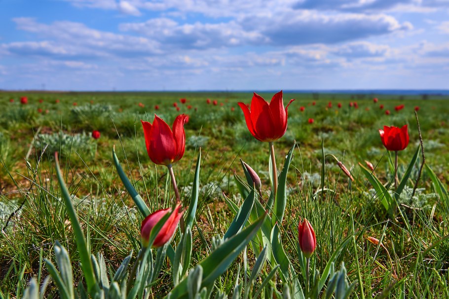 Тюльпан шренка калмыкия