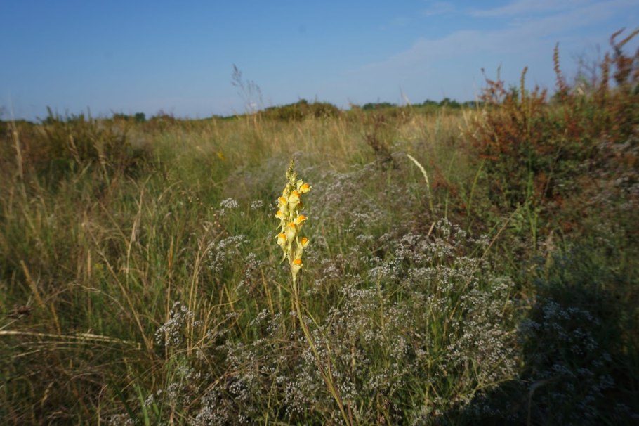 Степной Оренбург заповедник Оренбургский